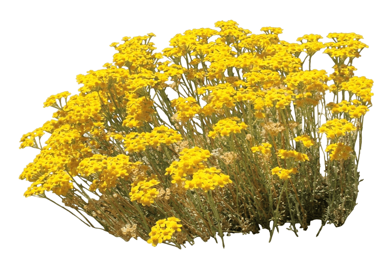 golden yarrow (Eriophyllum Confertiflorum) - Perennials