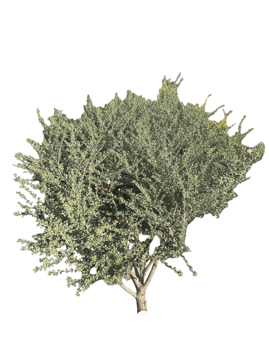 Valentine Emu Bush (Eremophila Maculata 'Valentine') - Ground Layers