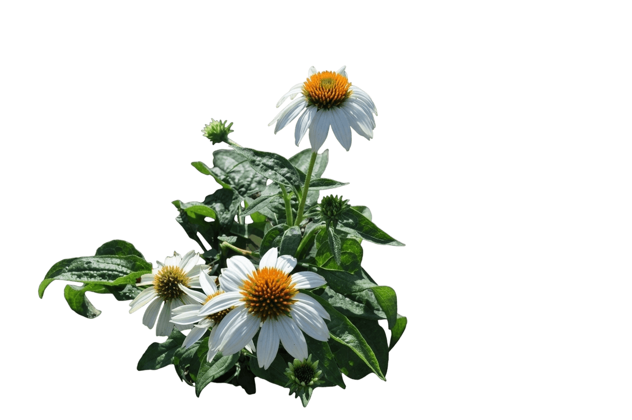 PowWow® Wild Berry Coneflower (Echinacea Purpurea Var. Purpurea 'Pas702917') - Perennials