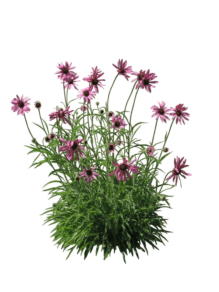 Rocky Top Tennessee Coneflower (Echinacea Tennesseensis 'Rocky Top') - Perennials