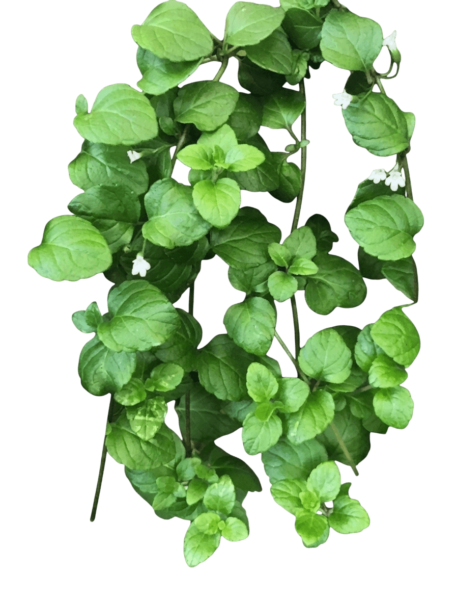 yerba buena (Clinopodium Douglasii) - Perennials