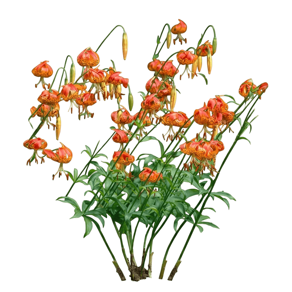 leopard lily and Wiggins lily (Lilium Pardalinum) - Perennials