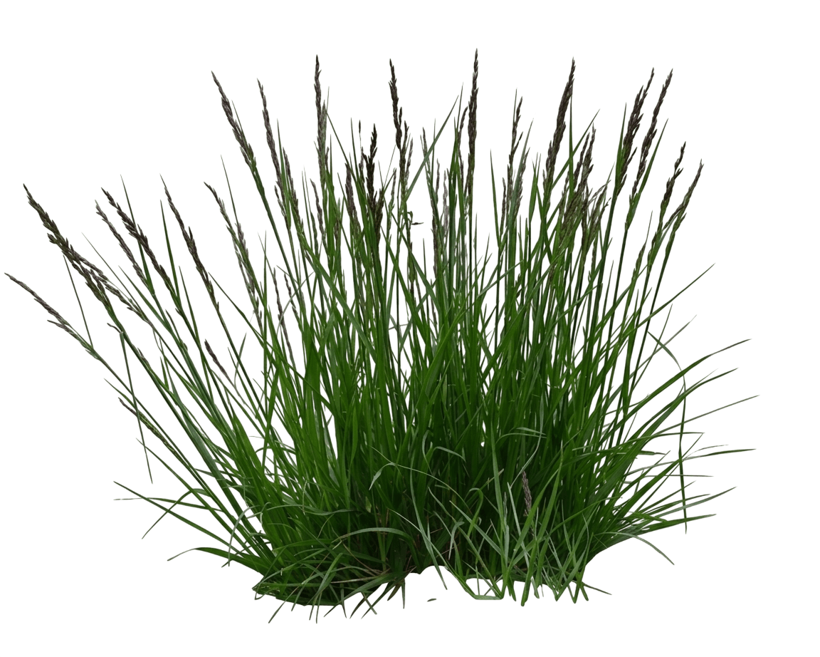 Fescue 'Miedzianobrody' (Festuca 'Miedzianobrody') - Grasses