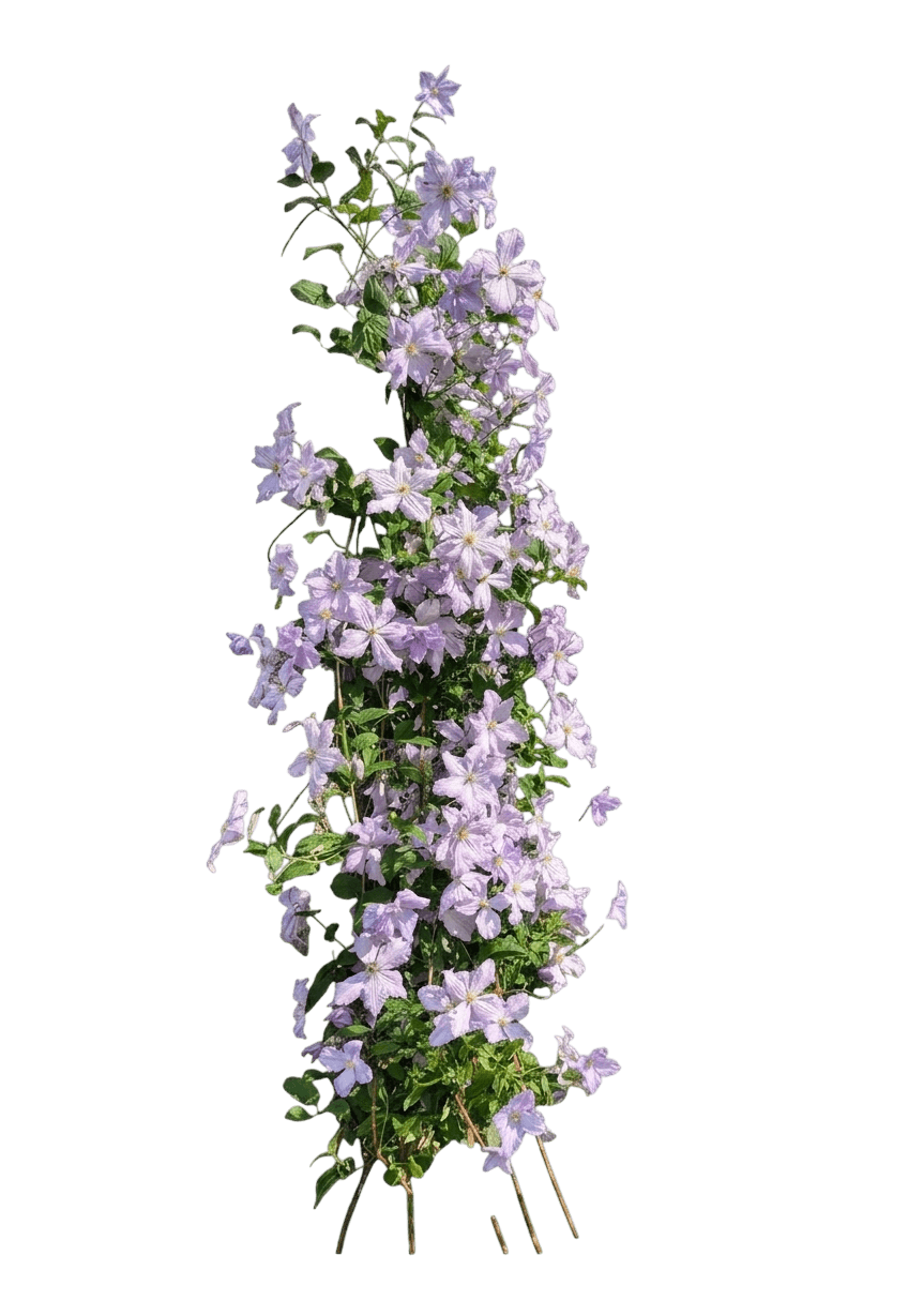 H.F. Young Clematis (Clematis 'H.F. Young') - Perennials