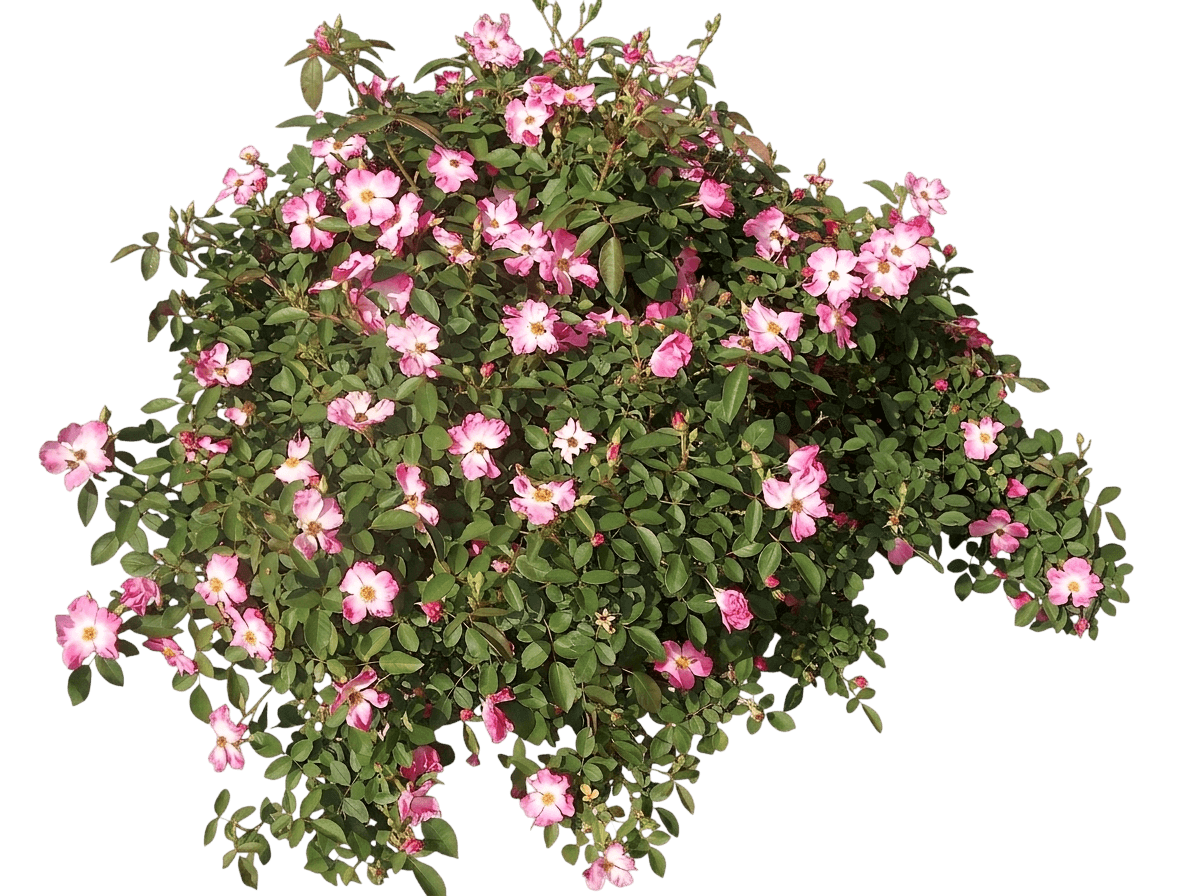 Rose, Nearly Wild (Rosa X 'Nearly Wild') - Ground Layers