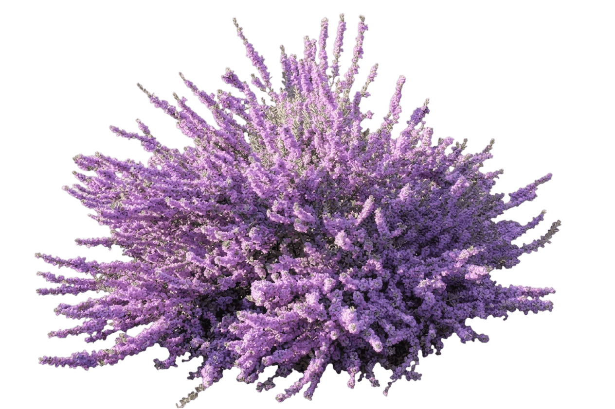 Purple Rain Texas Sage (Leucophyllum Laevigatum 'Purple Rain') - Ground Layers