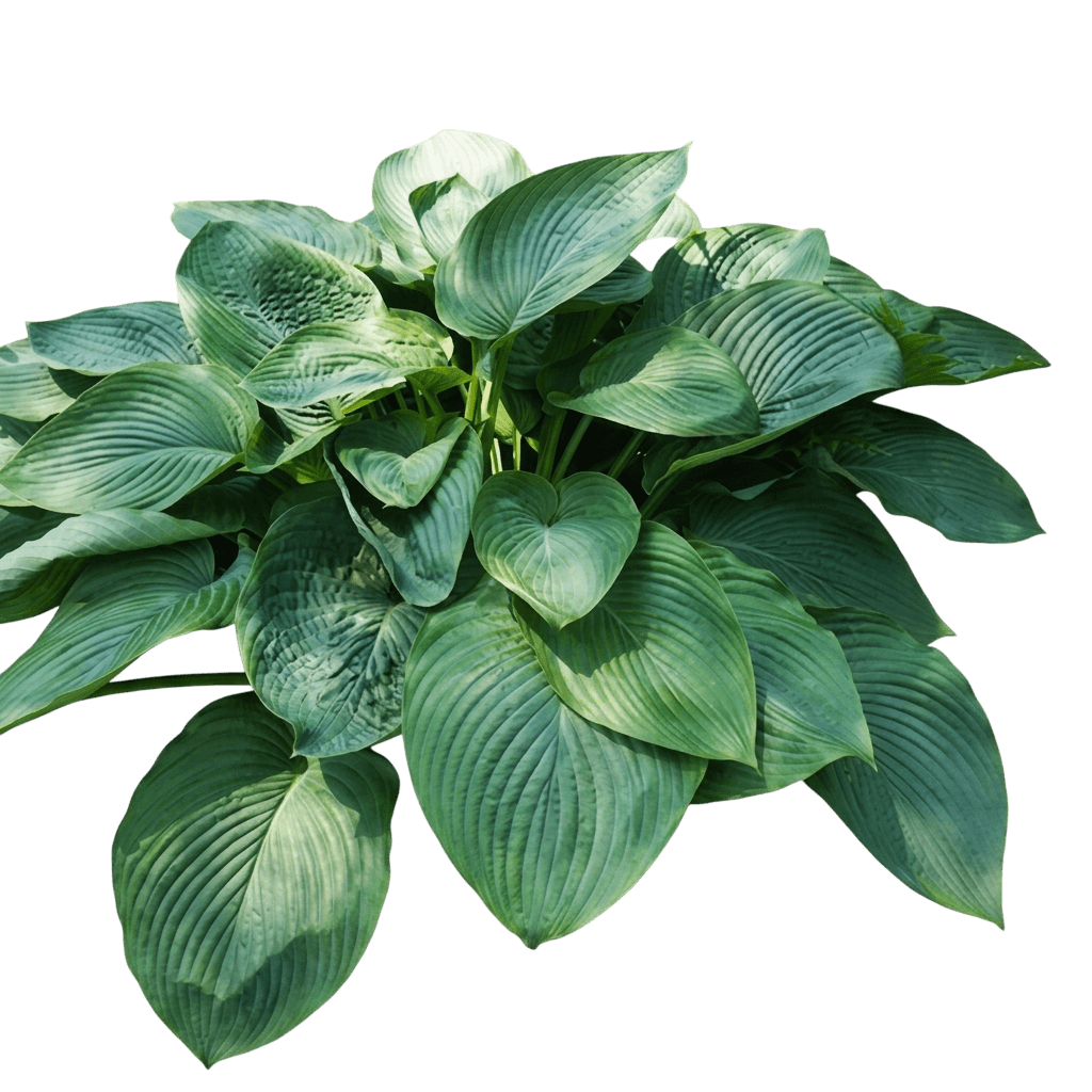 Empress Wu Hosta (Shadowland) (Hosta Shadowland 'Empress Wu') - Perennials