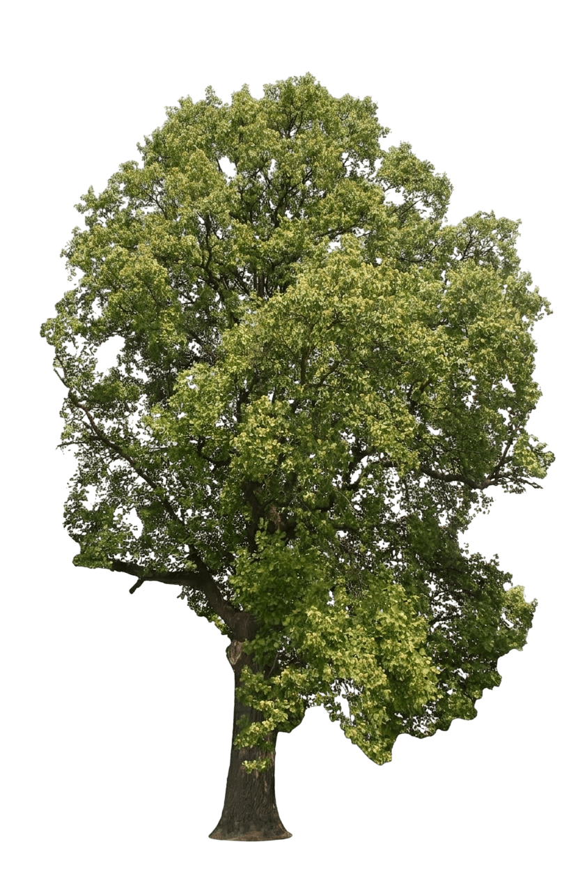 Columnar Tulip Tree (Liriodendron Tulipifera Var. Tulipifera 'Fastigiatum') - Flowering Trees