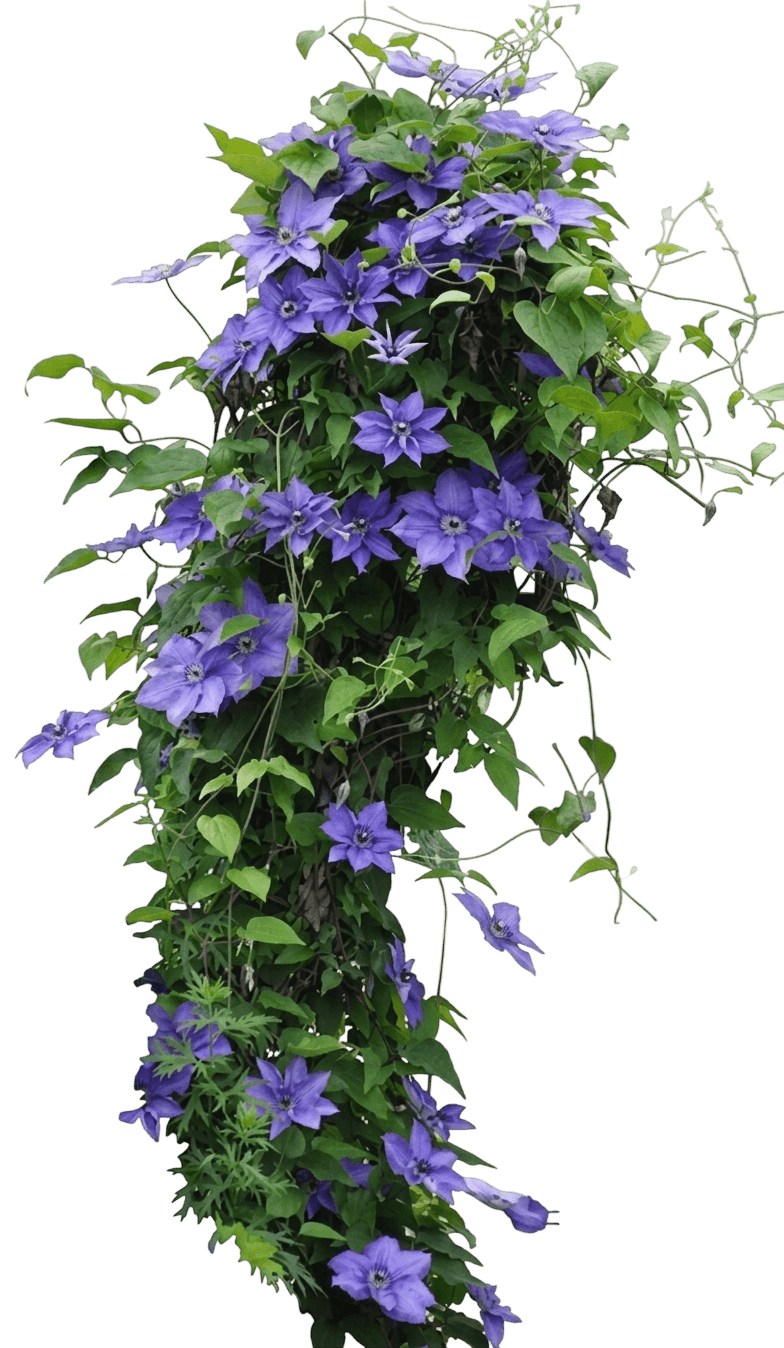Sacha Clematis (Clematis 'Evipo060') - Perennials