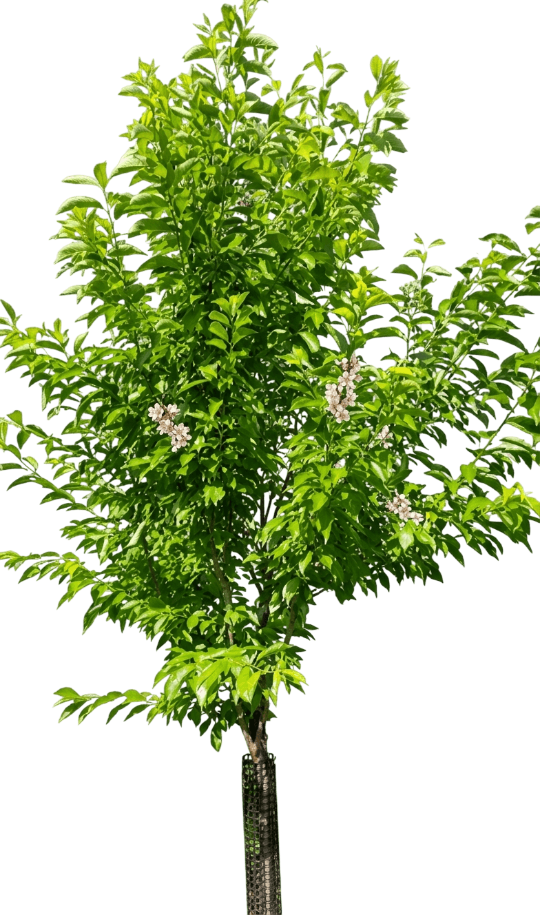 Bubblegum 'Toka' Plum Tree (Prunus Salicina 'Toka') - Fruit Trees