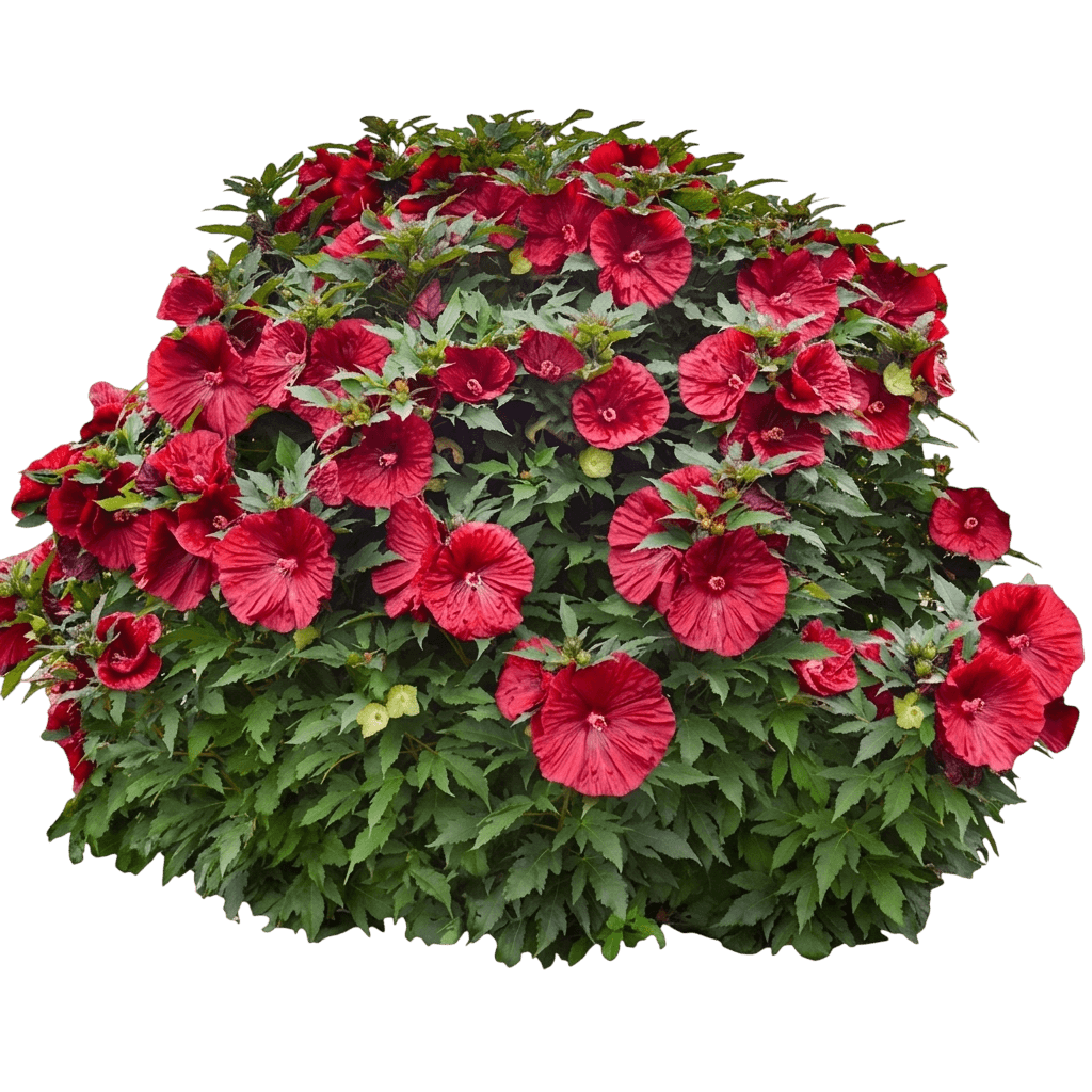 Blackberry Merlot Hibiscus (Hibiscus 'Blackberry Merlot') - Perennials