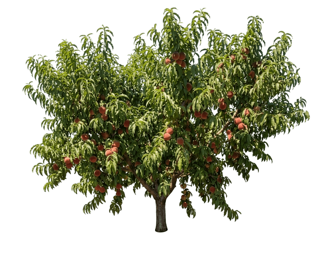 Sweet Gem Peach (Prunus Persica Var. Persica 'Sweet Gem') - Fruit Trees
