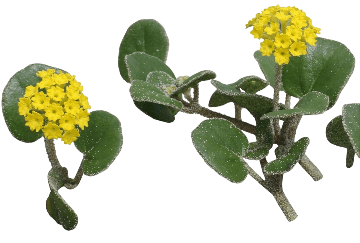 yellow sand verbena (Abronia Latifolia) - Perennials