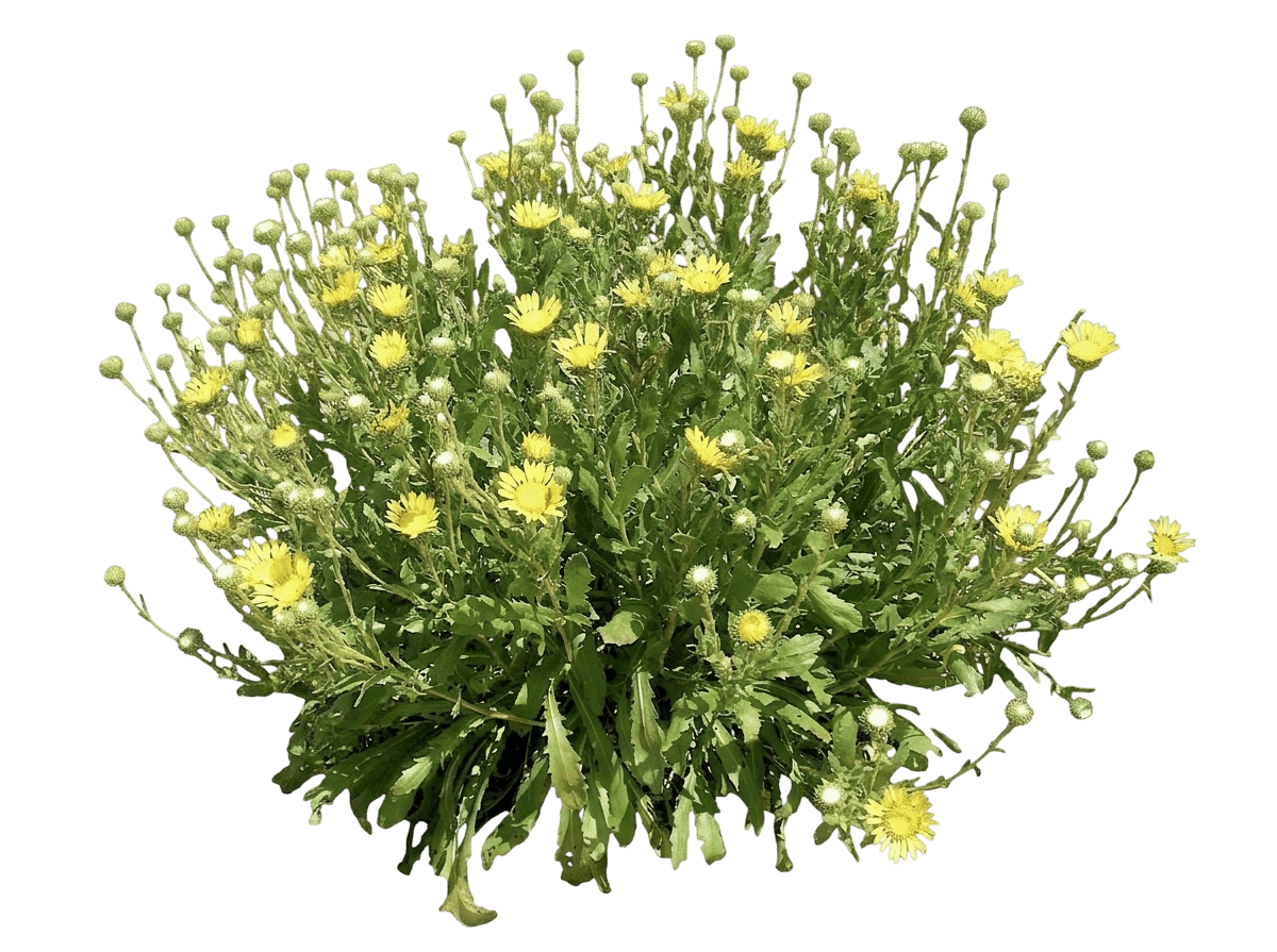great valley gum plant (Grindelia Camporum) - Perennials