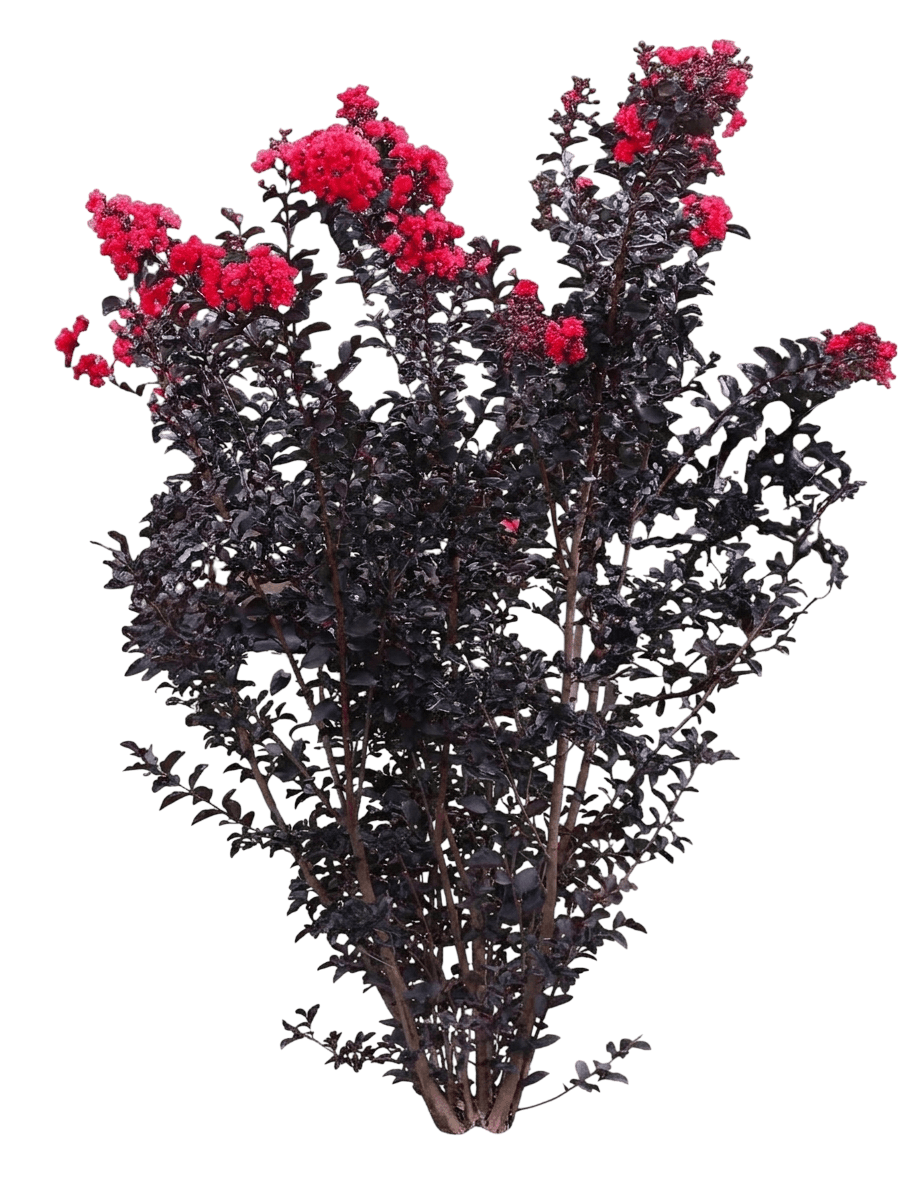 Thunderstruck Rumblin' Red Crapemyrtle (Lagerstroemia X Pp31429 'Jm2') - Shrubs