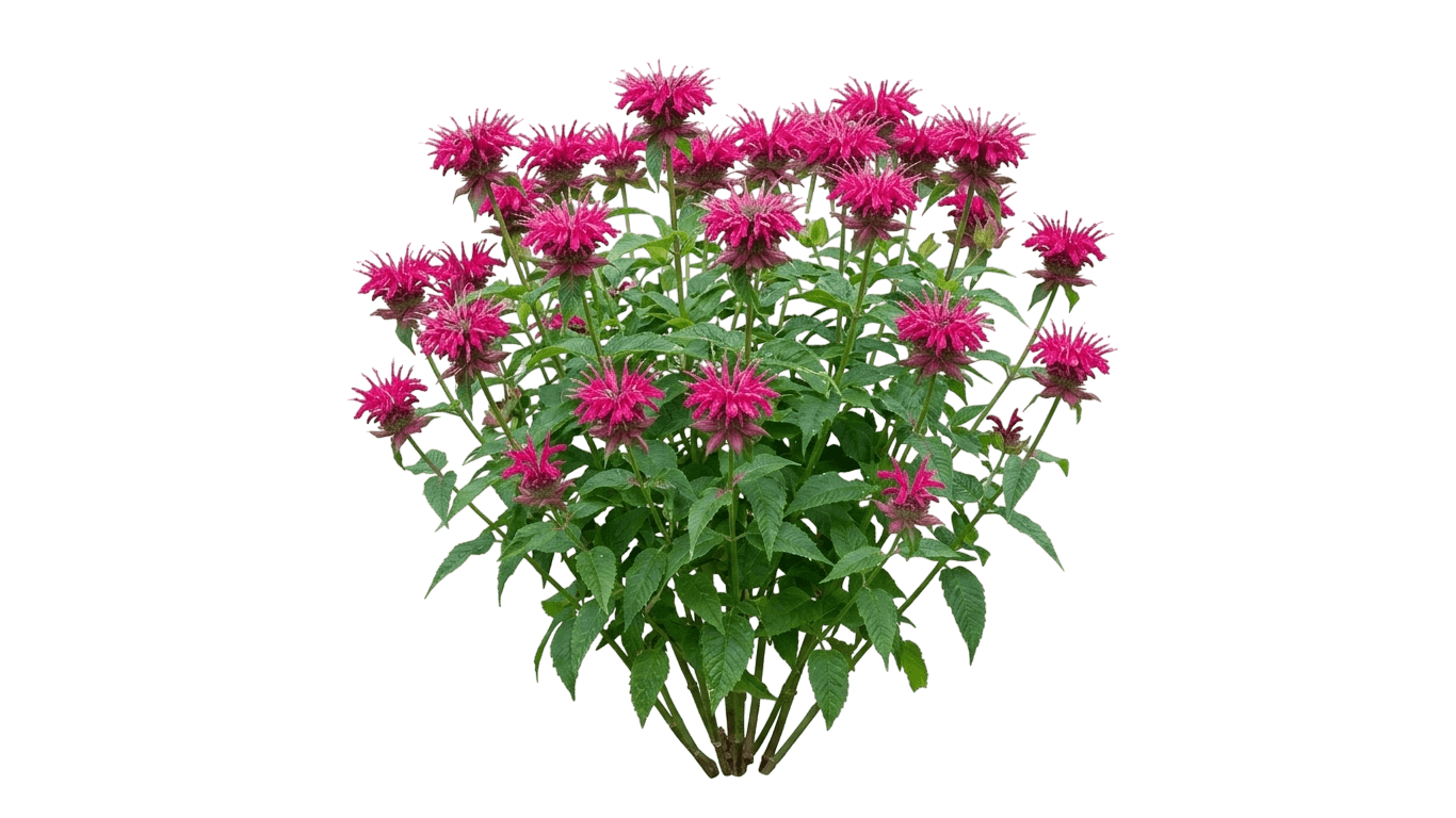 Pocahontas Red Rose Bee Balm (Monarda Didyma 'Pocahontas Red Rose') - Perennials