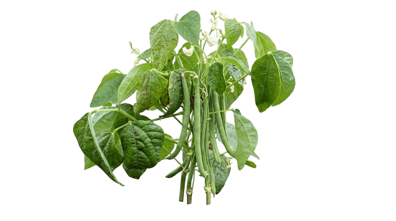 Blue Lake Bush Bean (Phaseolus Vulgaris 'Blue Lake Bush') - Perennials