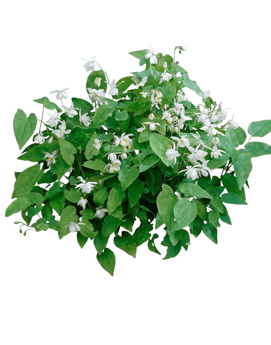 Barrenwort (Epimedium X Youngianum 'Niveum') - Ground Layers