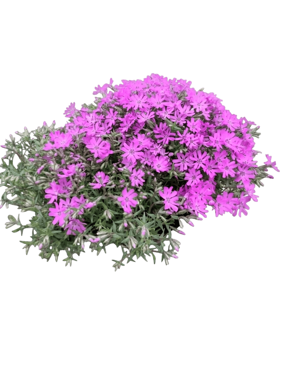 Bedazzled Pink Hybrid Spring Phlox (Phlox Hybrid Pp32,063 Var. Hybrid 'Bedazzled Pink') - Perennials