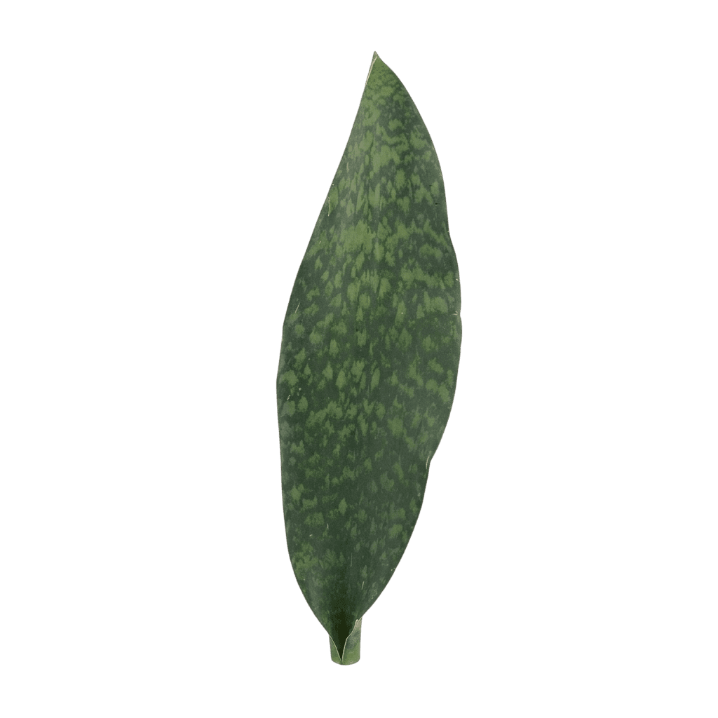 Whale fin snake plant (Dracaena Masoniana) - Indoor Plants