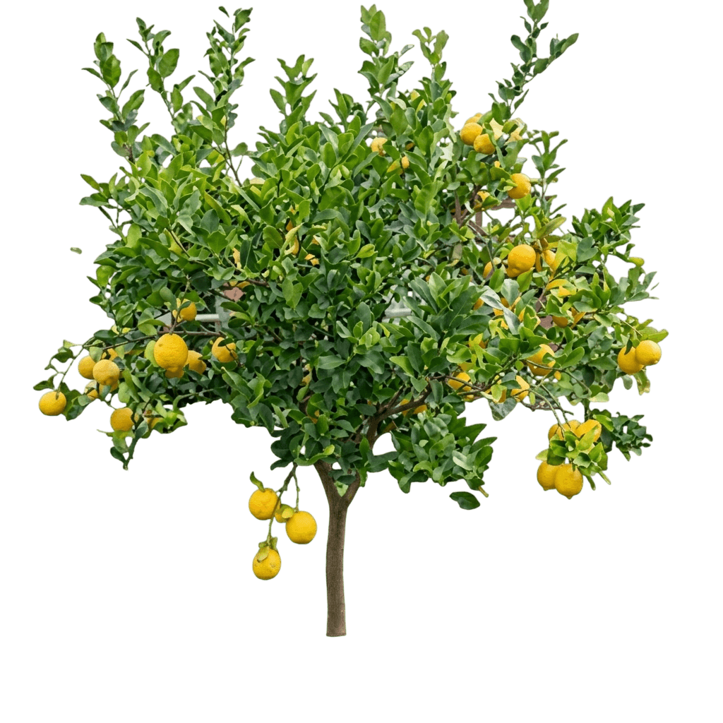 New Zealand Lemonade Tree (Citrus Limon X Reticulata) - Fruit Trees