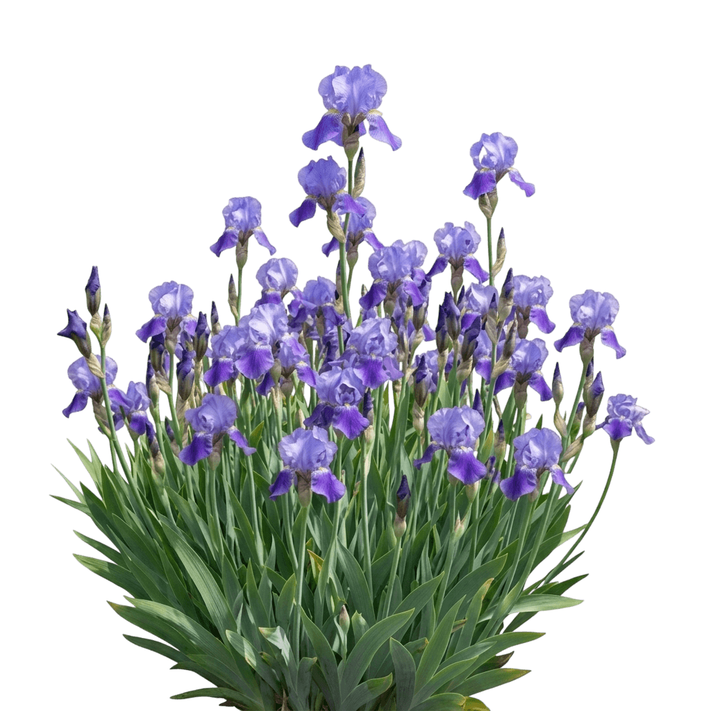 Iris, Bearded, Harbor Blue (Iris Germanica 'Harbor Blue') - Perennials