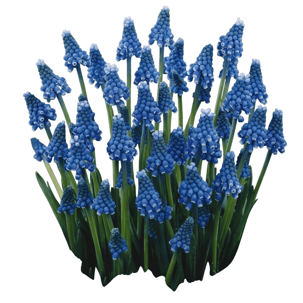 Blue Magic (Cordyline 'Blue Magic') - Ground Layers