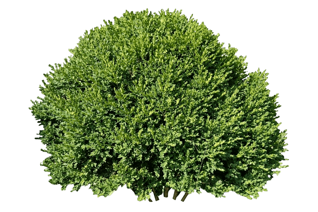 Neatball® Boxwood (Buxus Microphylla Var. Microphylla 'Nsbbl') - Shrubs