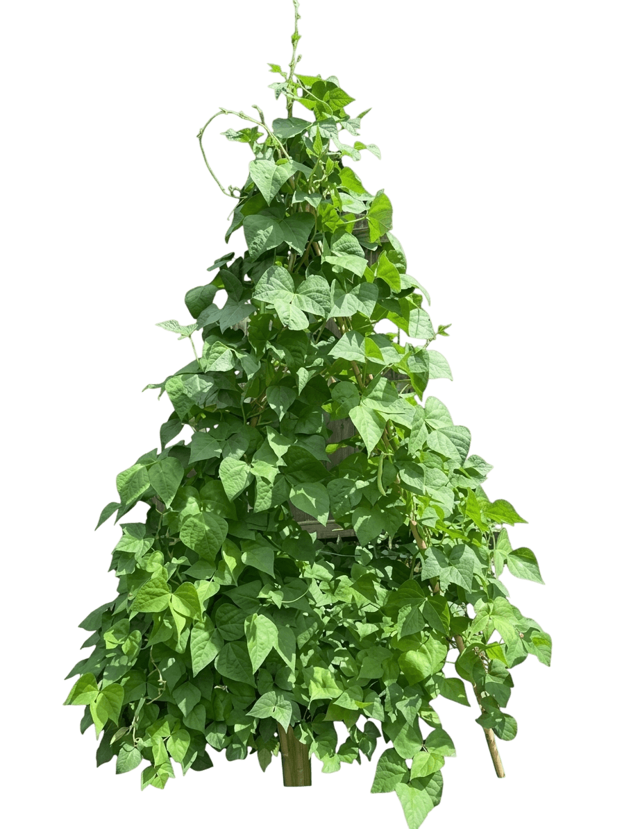 Blue Lake pole bean (Phaseolus Vulgaris 'Blue Lake Pole') - Perennials