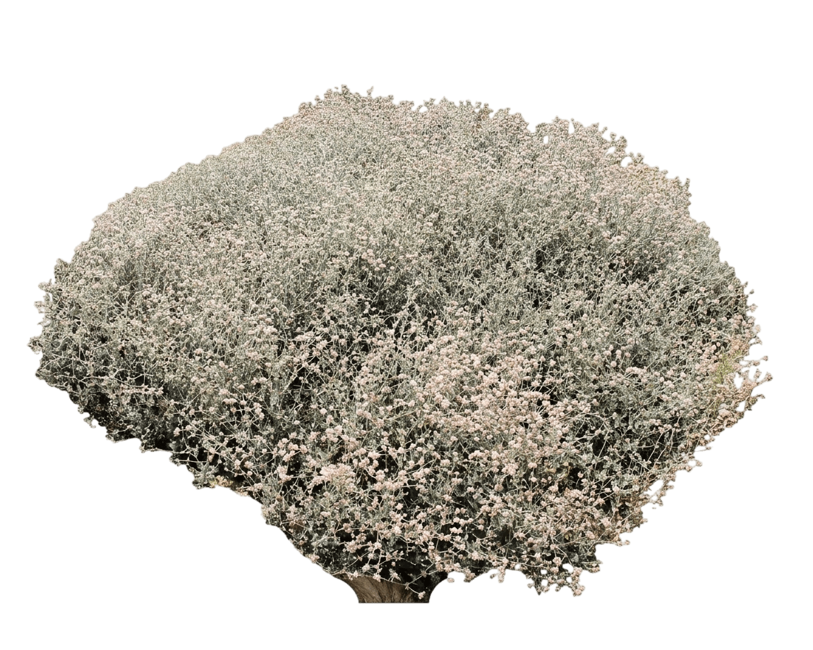 ashyleaf buckwheat (Eriogonum Cinereum) - Shrubs