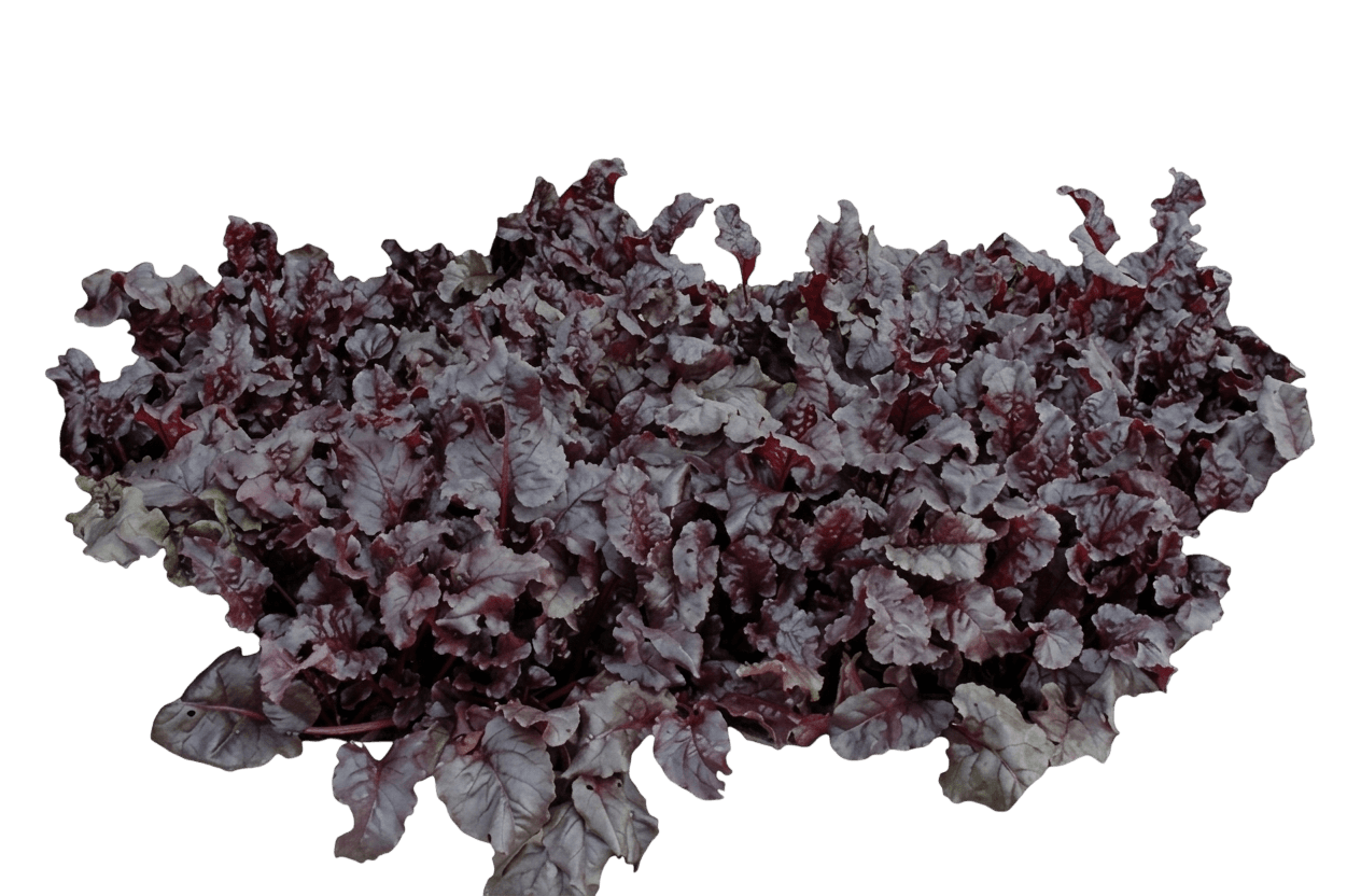 bietola (Beta Vulgaris 'Bull'S Blood') - Piante perenni