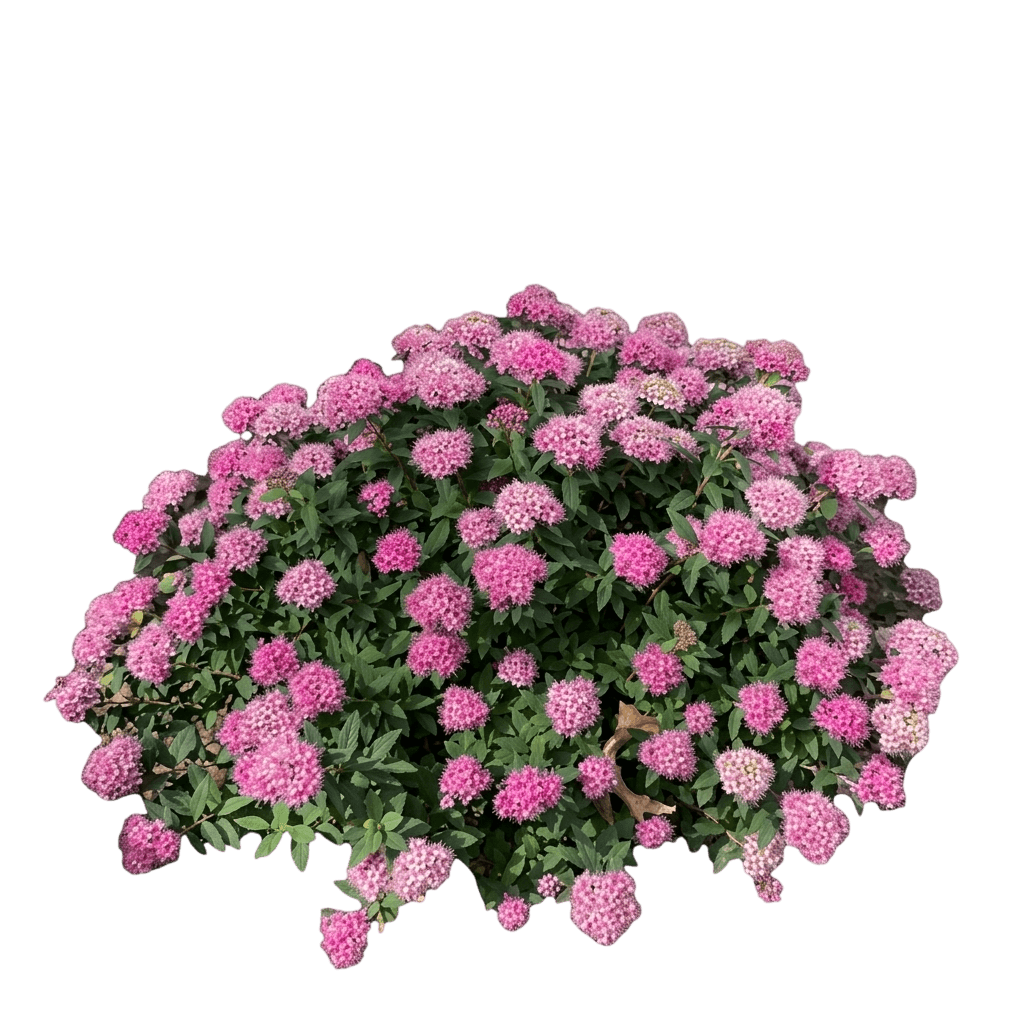 Rise Up® Ringo Climbing Rose (Rosa X Var. X 'Chewgateway') - Shrubs