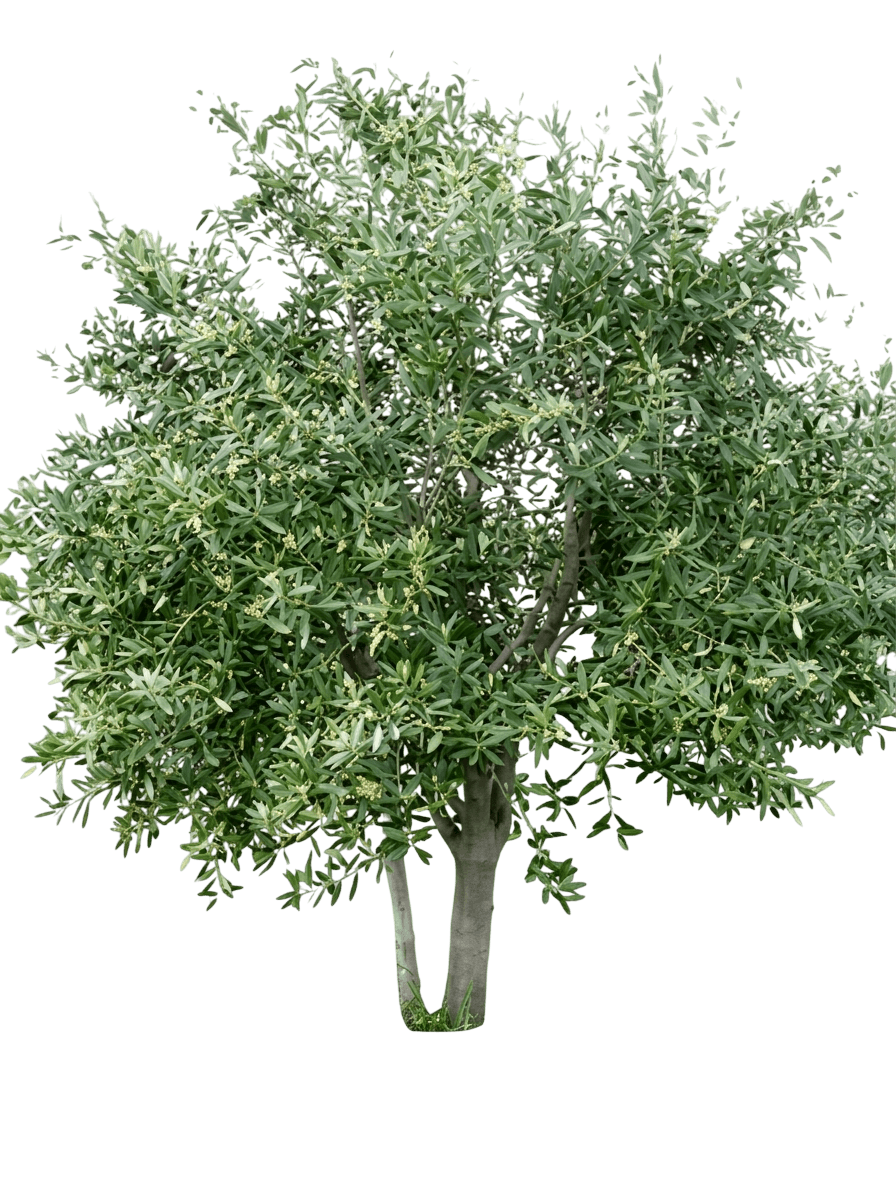 Kalamata Olive Tree (Kalamata Olive Tree) - Fruit Trees