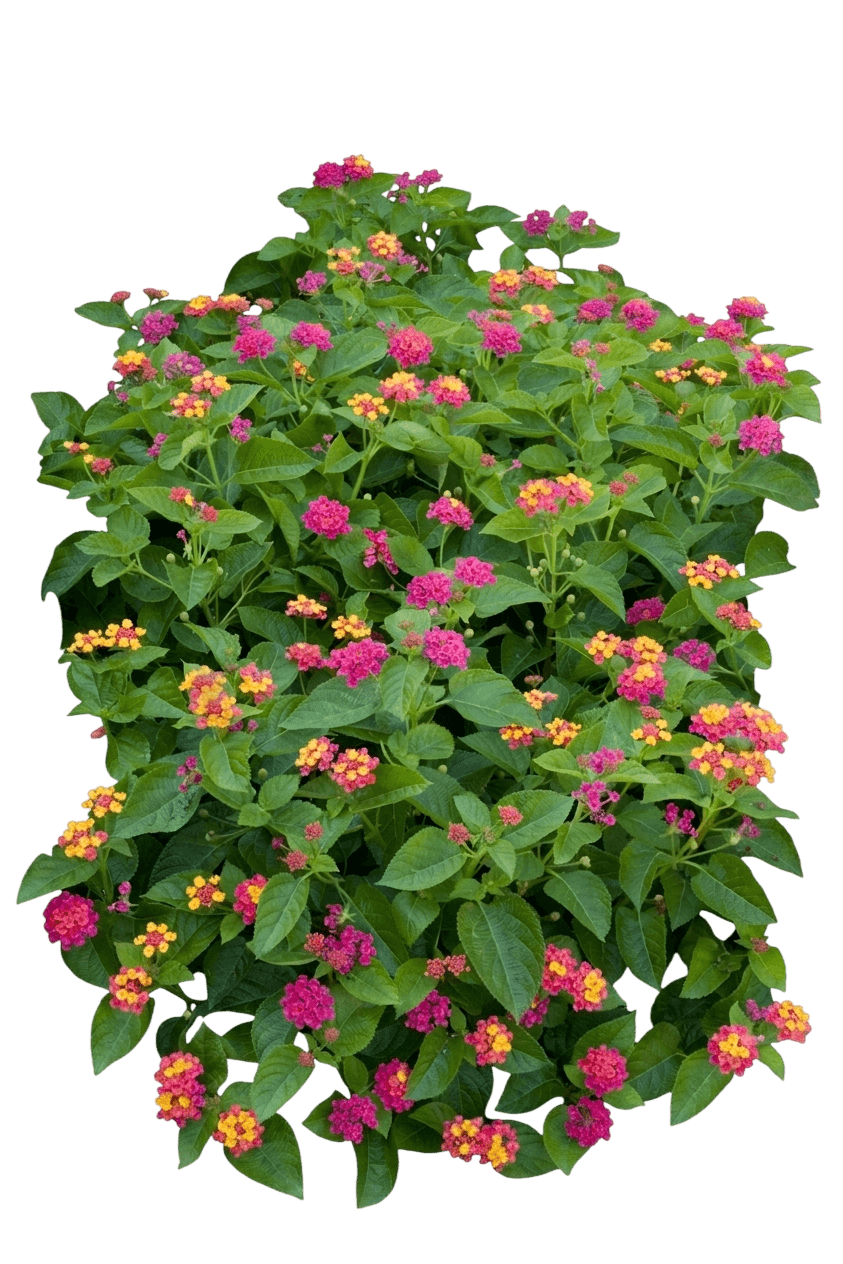 Little Lucky Red Lantana (Lantana Camara 'Balluced') - Perennials