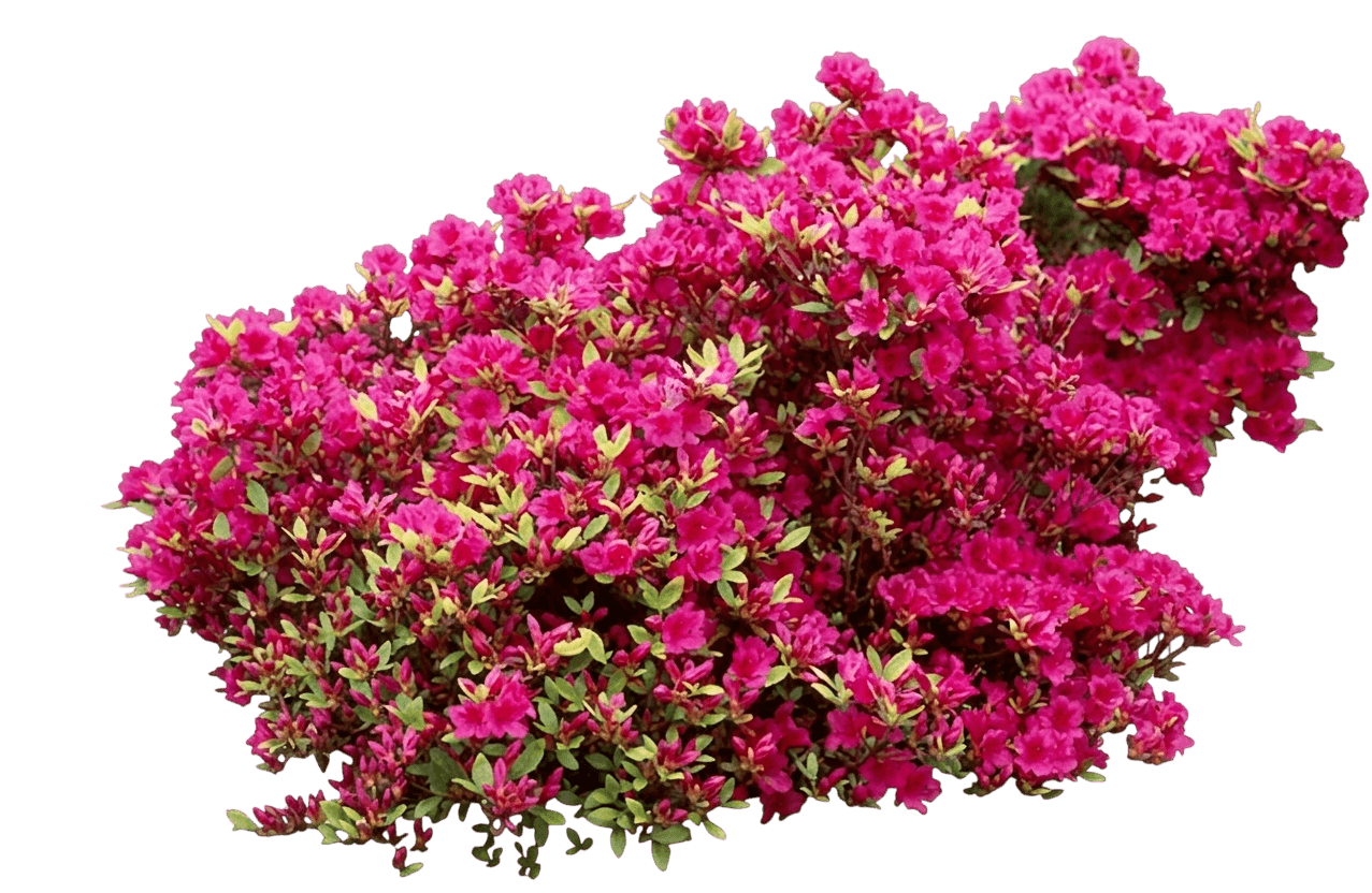 Girard Crimson Azalea (Rhododendron 'Girard Crimson') - Ground Layers