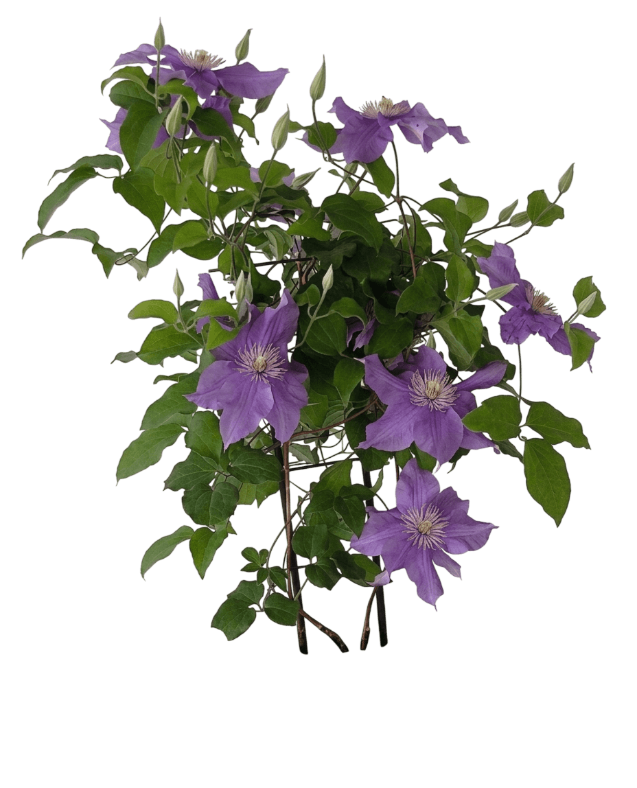 Sacha™ Clematis (Clematis Sacha™ Var. Hybrid 'Evipo060') - Perennials