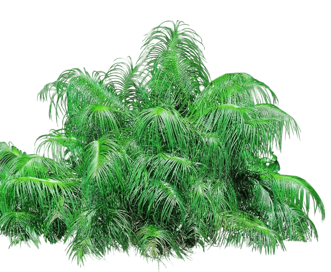 Cycad (Ceratozamia Kuesteriana) - Evergreen Trees