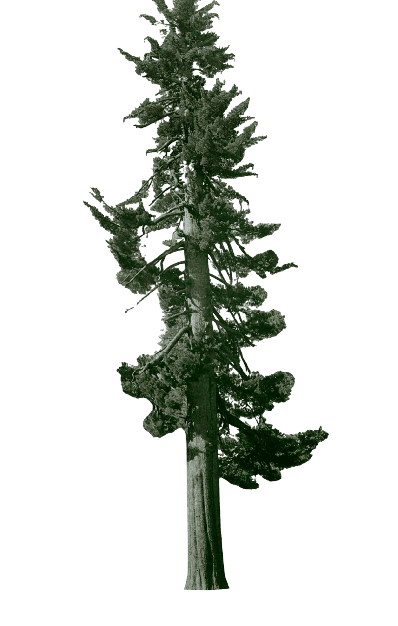 sugar pine (Pinus Lambertiana) - Evergreen trees