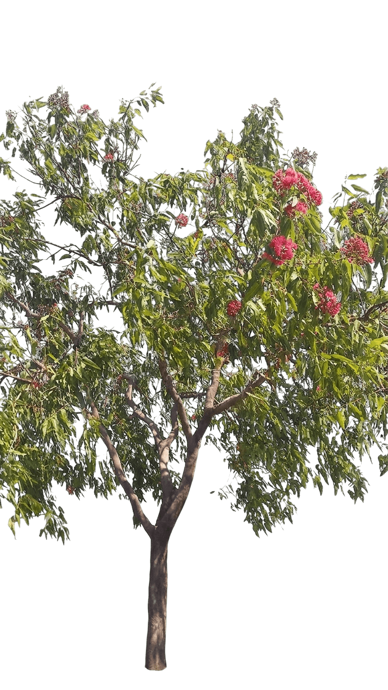 Spring Bloodwood (Corymbia Ptychocarpa) - Flowering Trees