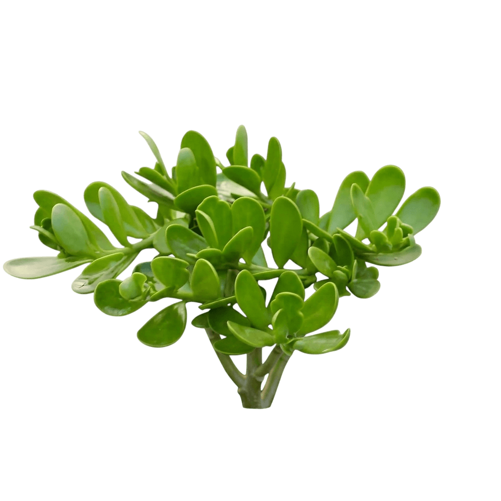 Trailing Jade (Kleinia Petraea) - Succulents