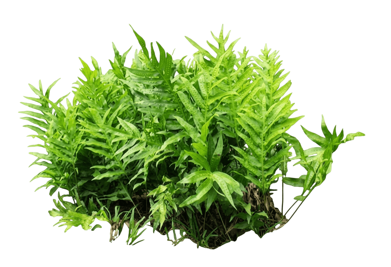 Pimple Fern (Microsorum Membranifolium) - Perennials