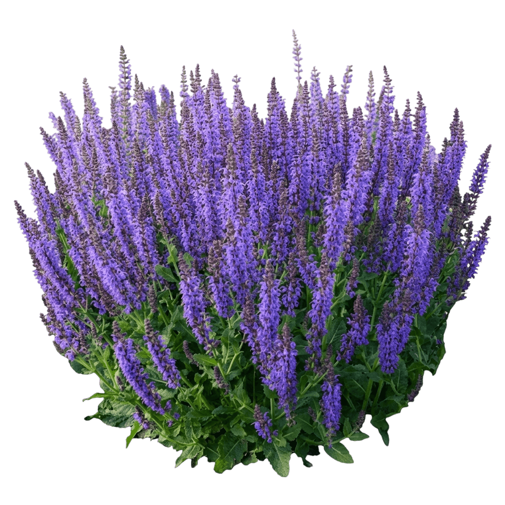 Sensation Sky Blue Meadow Sage (Salvia Nemorosa 'Florsalsbu') - Perennials