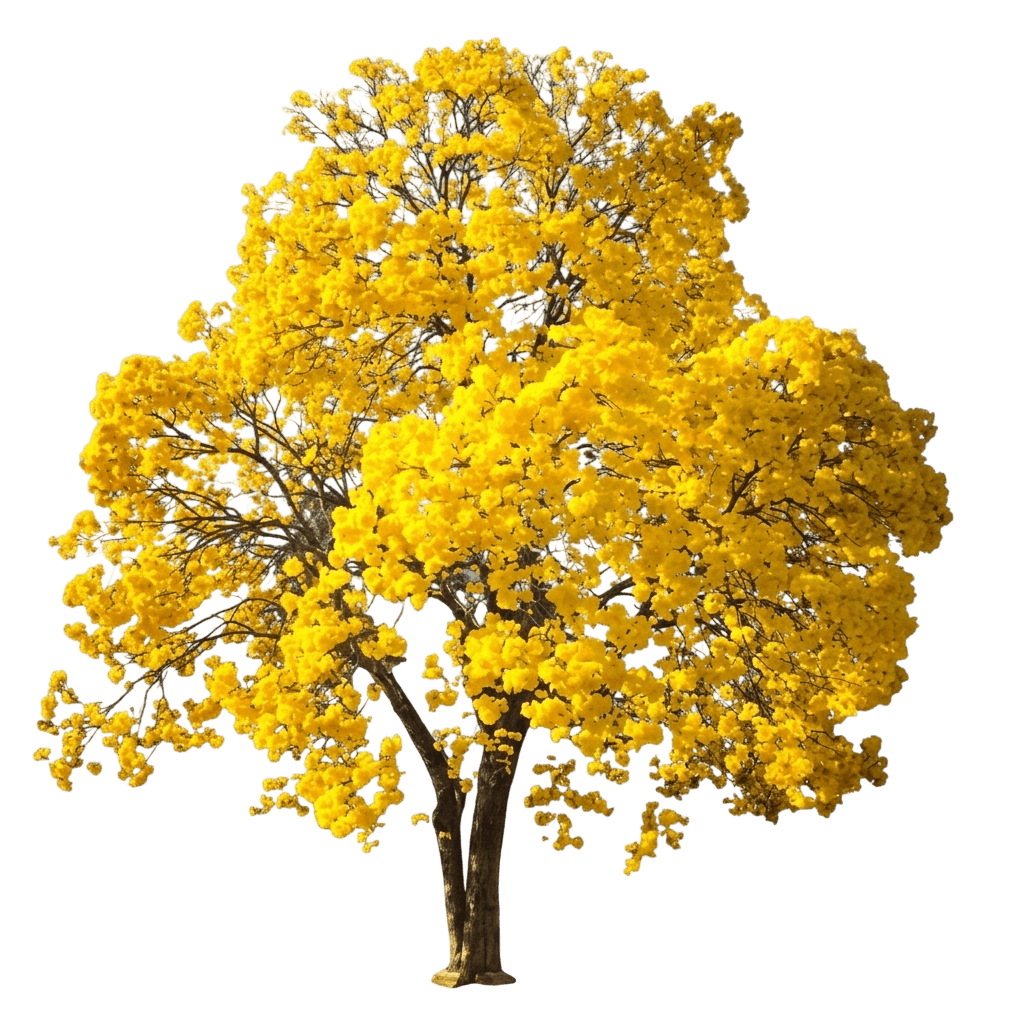 Golden Trumpet Tree (Handroanthus Chrysanthus Chrysanthus) - Flowering Trees