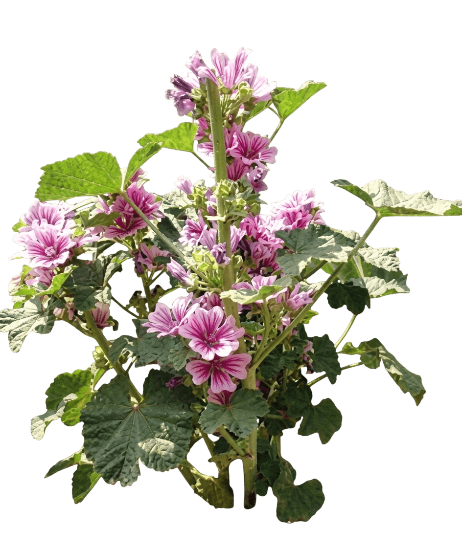 Zebra Mallow (Malva Sylvestris 'Zebrina') - Perennials