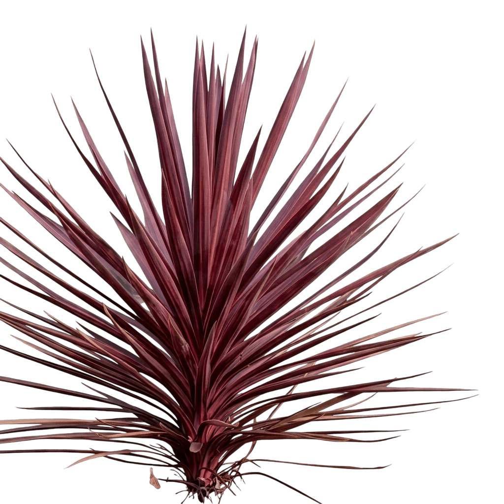 Red Sensation (Cordyline 'Red Sensation') - Ground Layers