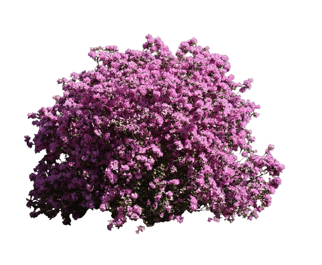 Pjm Elite Rhododendron (Rhododendron 'Pjm Elite') - Ground Layers