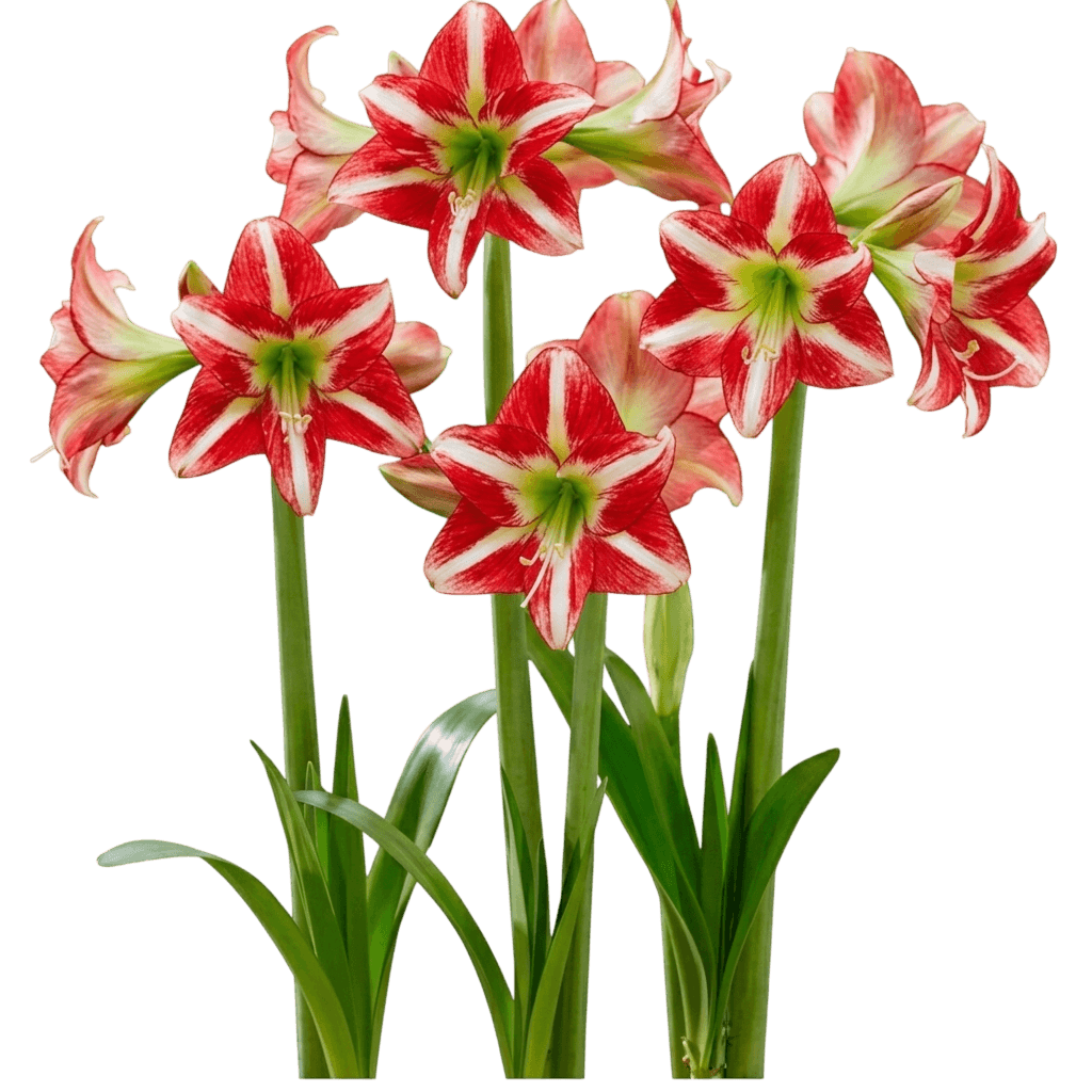 Pre-Potted 'Minerva' Amaryllis (Hippeastrum 'Minerva') - Indoor Plants
