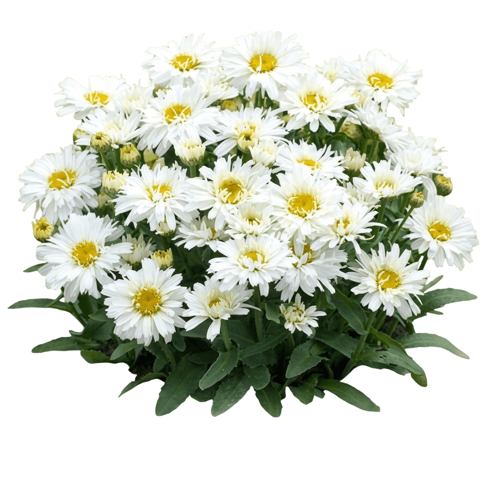 Daisy, Shasta, Freak (Leucanthemum Superbum 'Freak') - Perennials