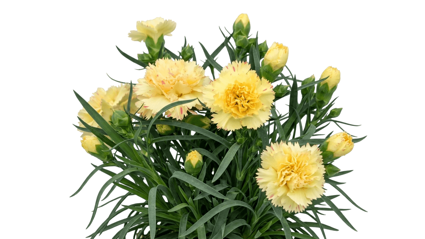 Garden Pinks (Dianthus X Supertrouper™ Yellow) - Perennials