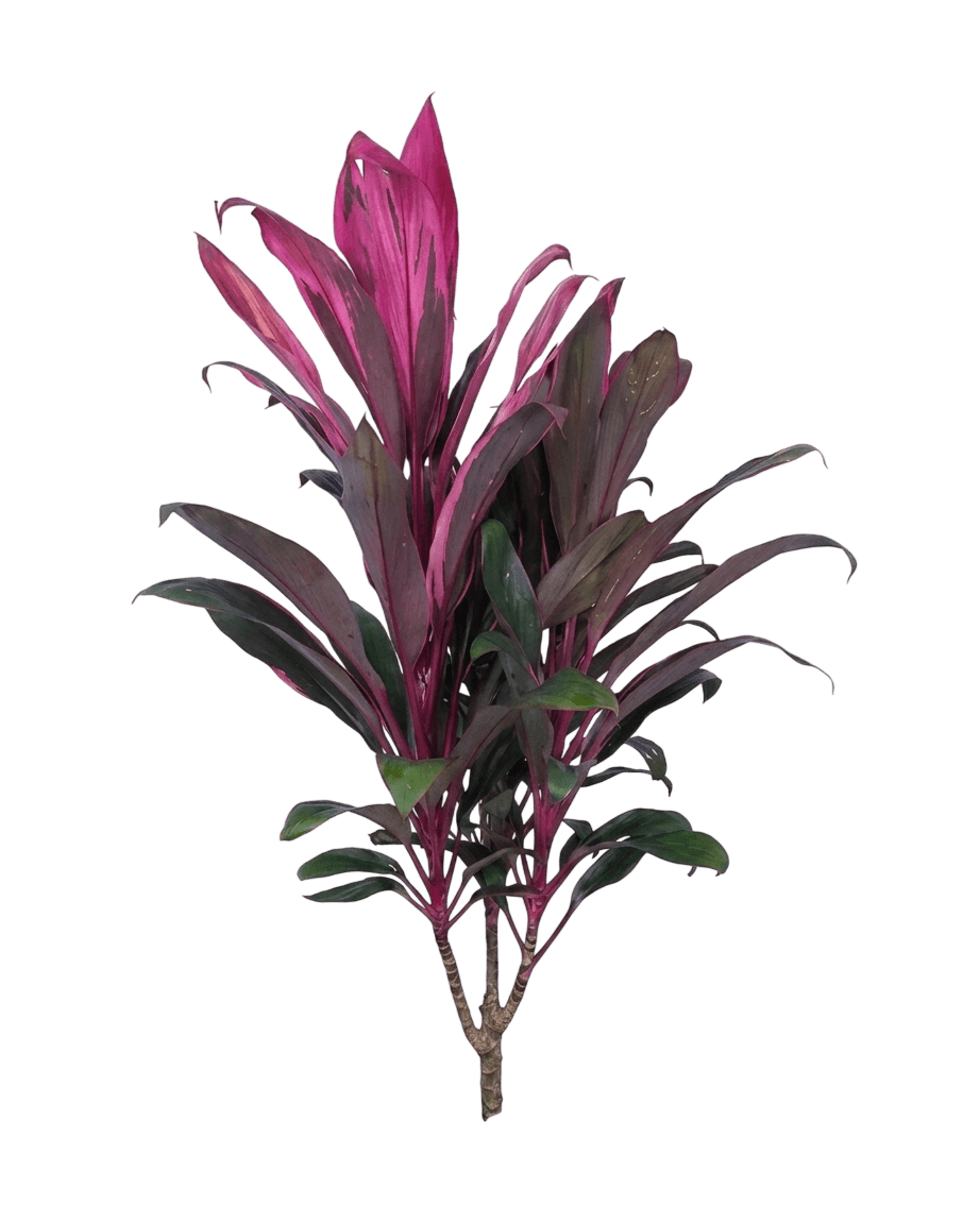 Can Can Cordyline (Cordyline 'Can Can') - Ground Layers